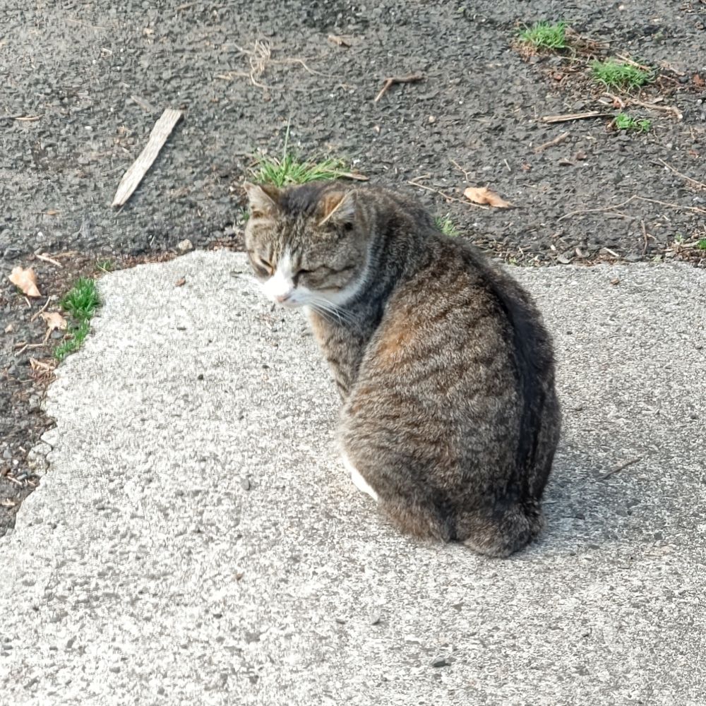 くろりぼん