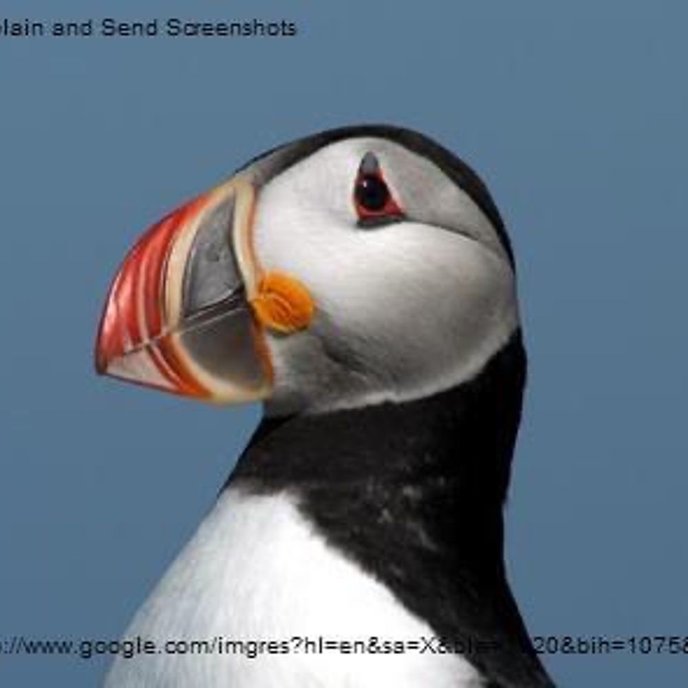 Pauline (MacPuffins) MacDonald
