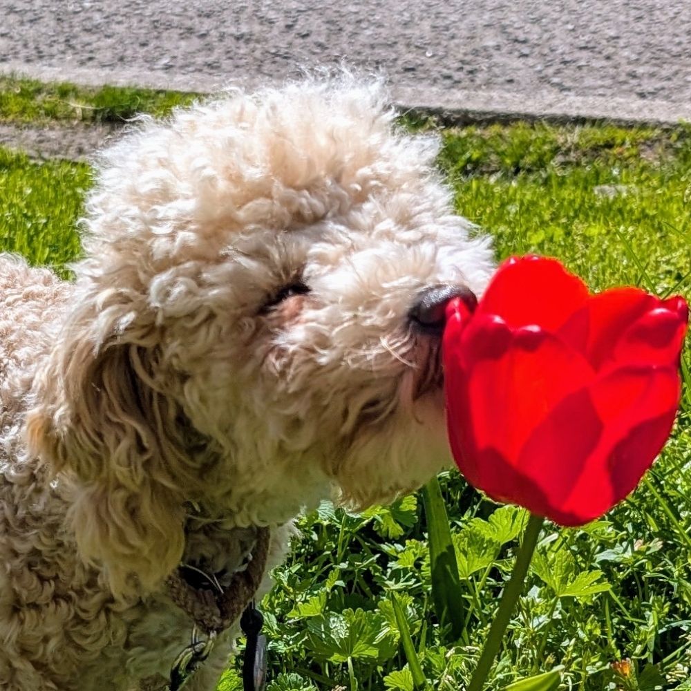Dahlia, the Doodle ($358/$5k for service dog training)