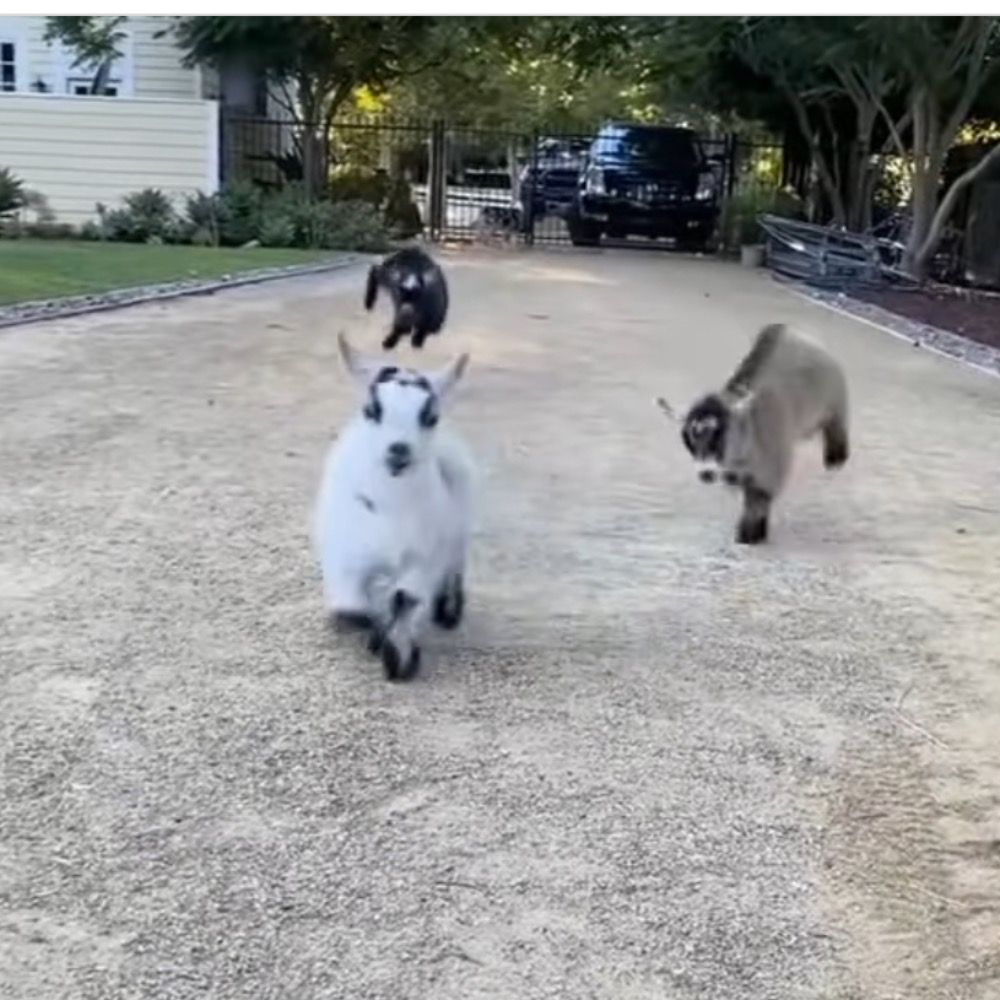 白犬白猫