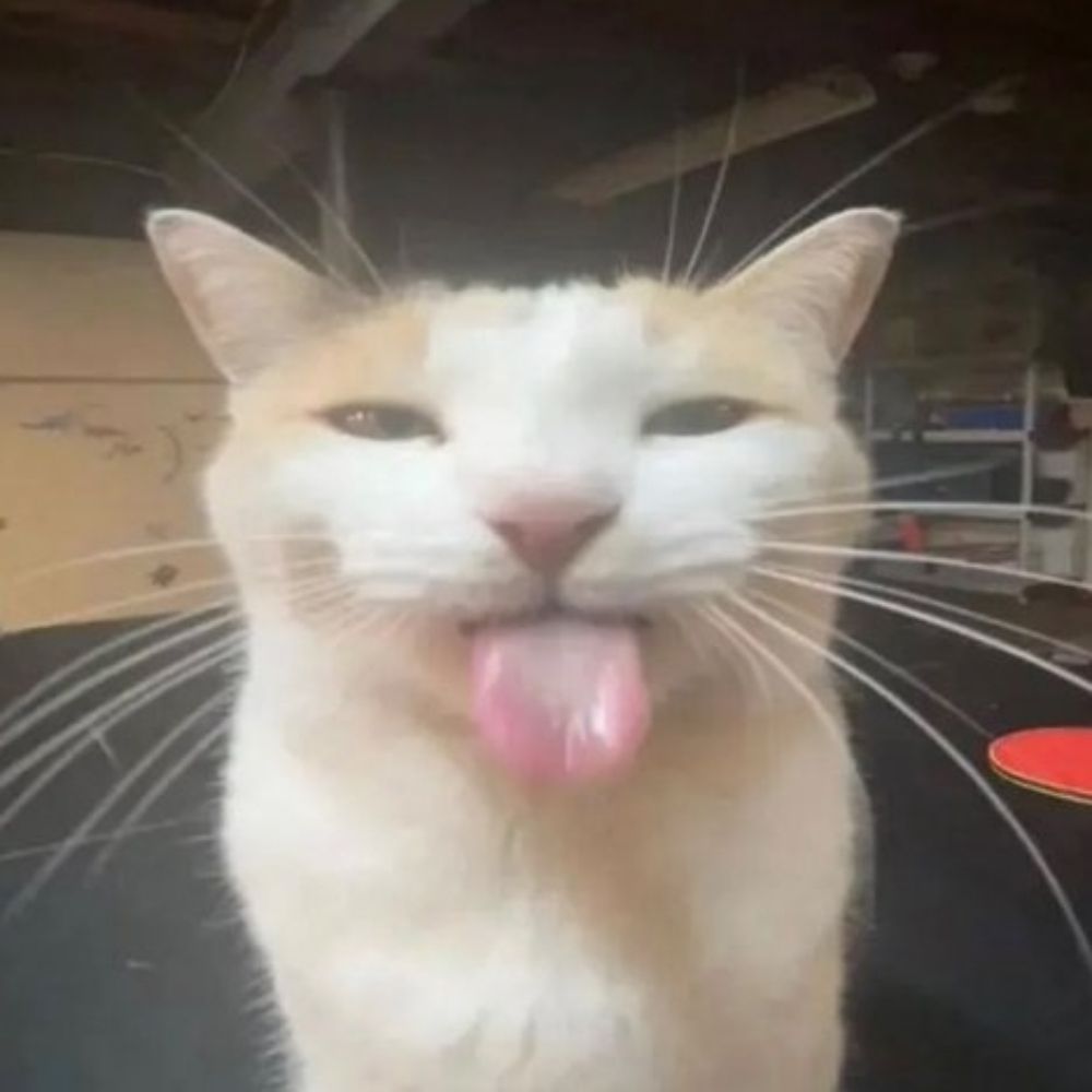 Mush