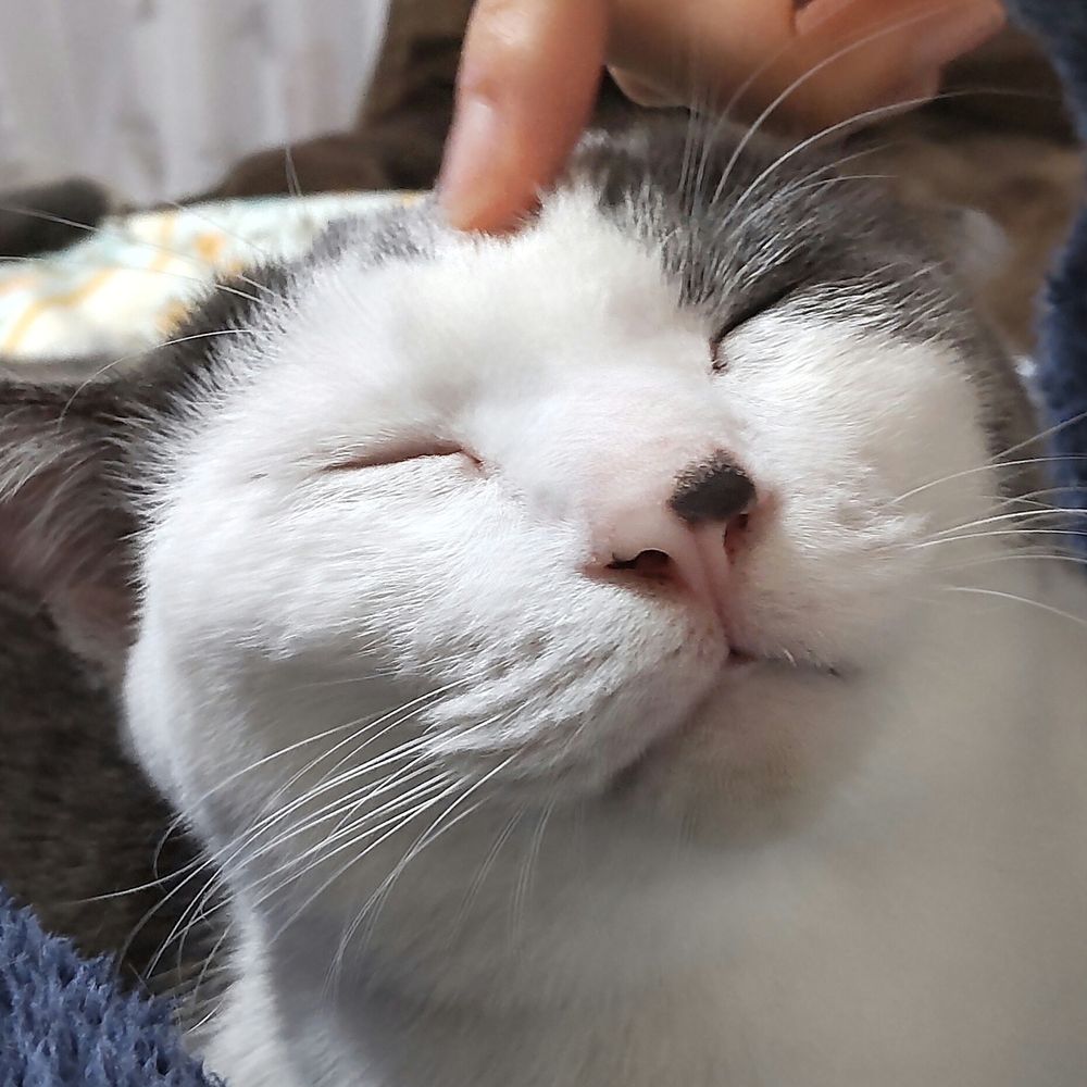 た