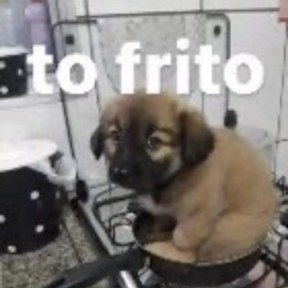 camilinhinha 🏳️‍⚧️