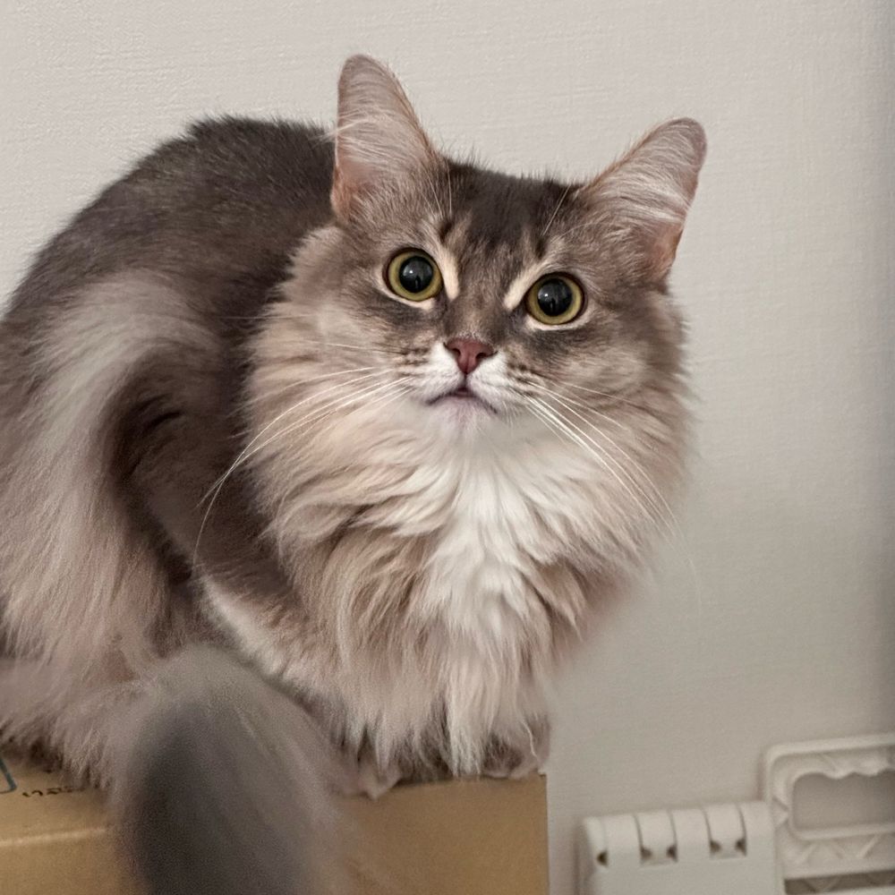 みるく(ママ)🐈🐾