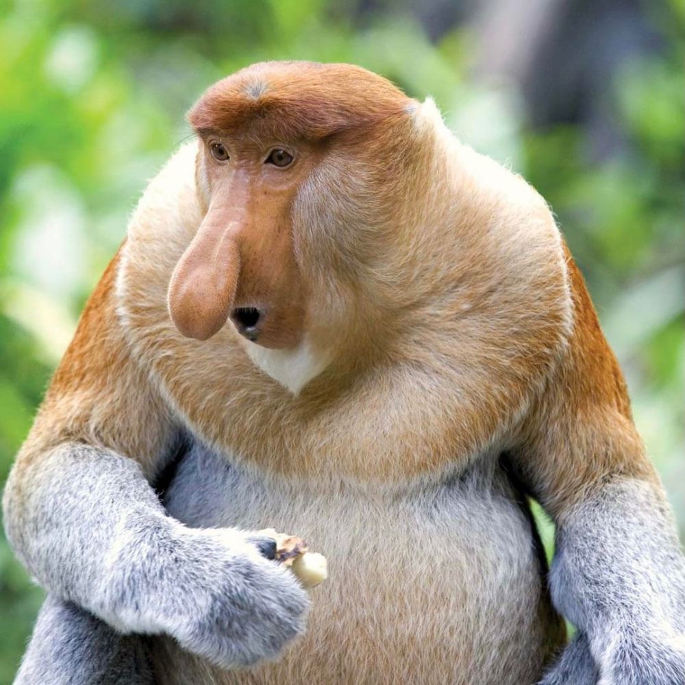 macaco narigudo