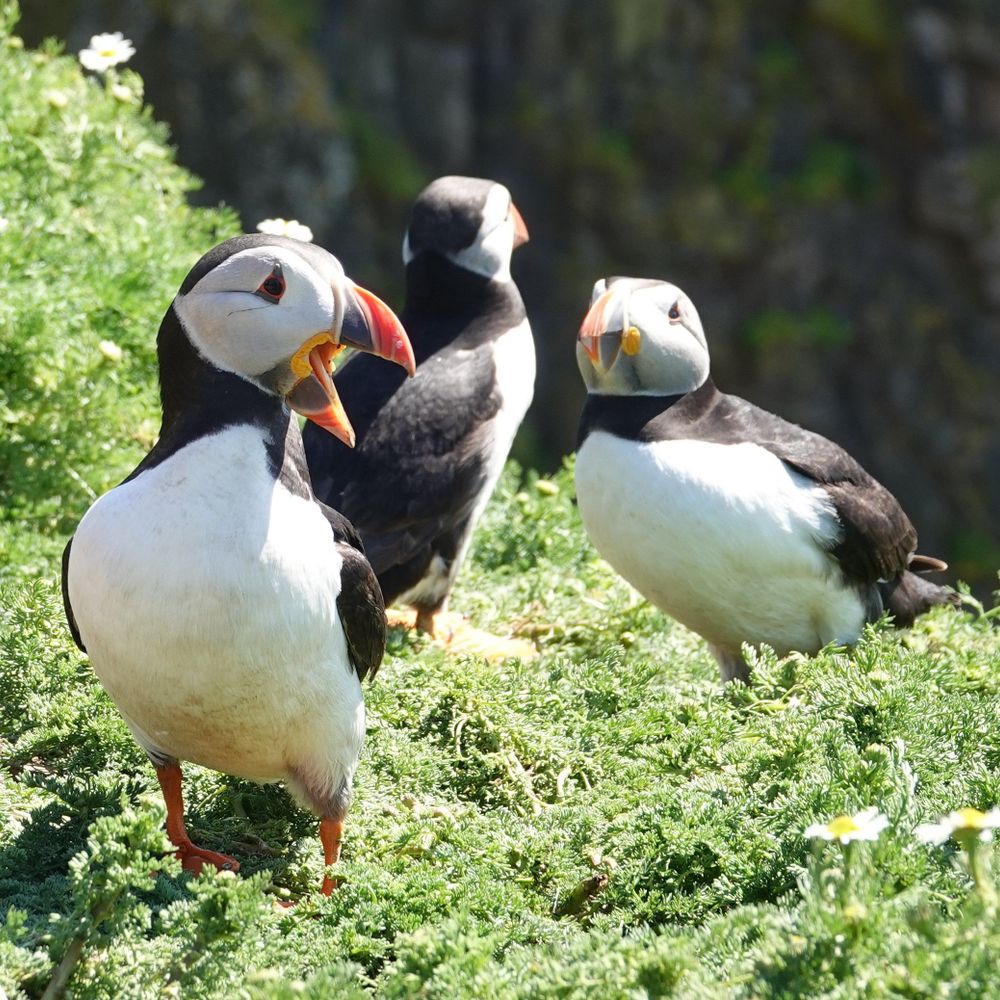 Happy Animal News
