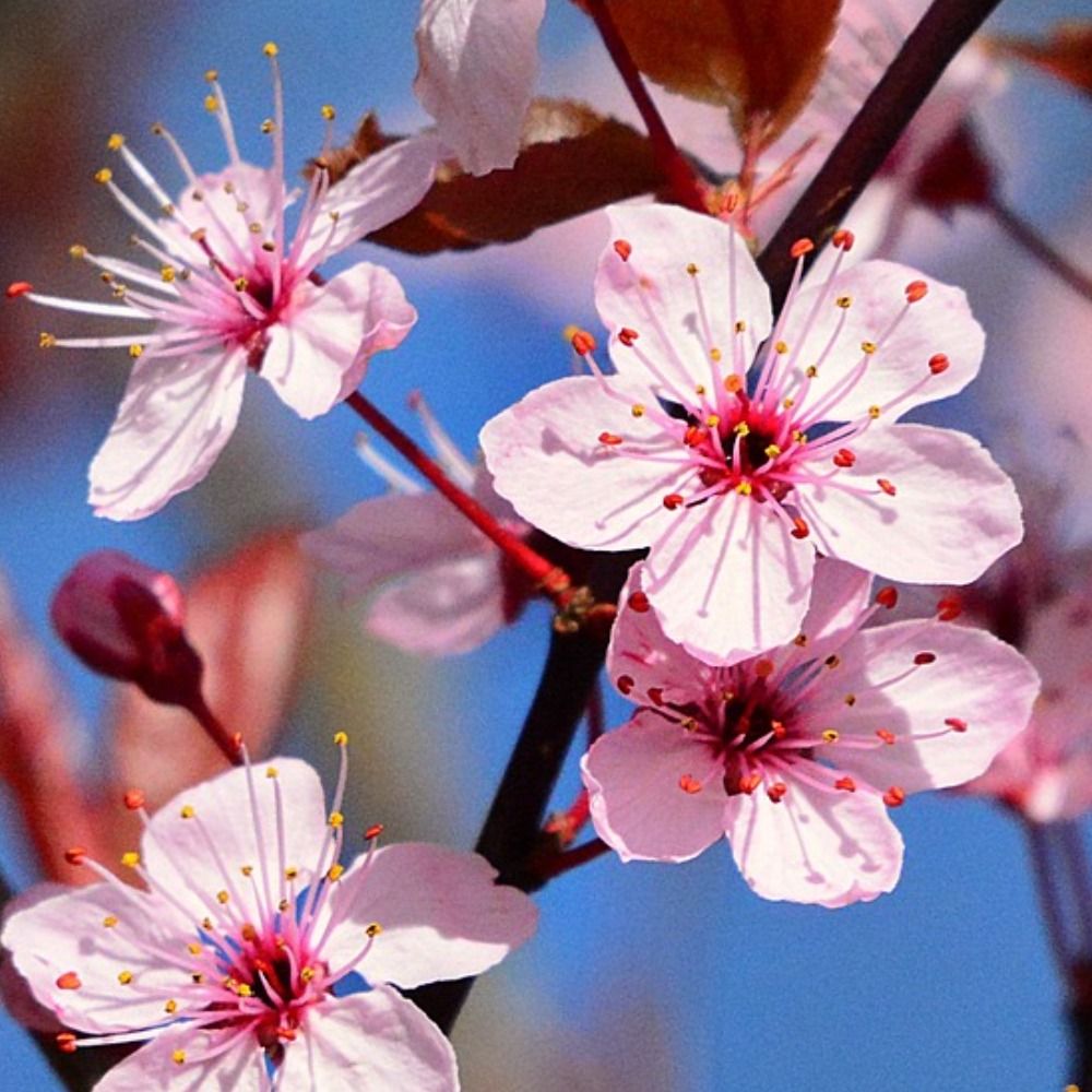 Dev Haiku 🌸