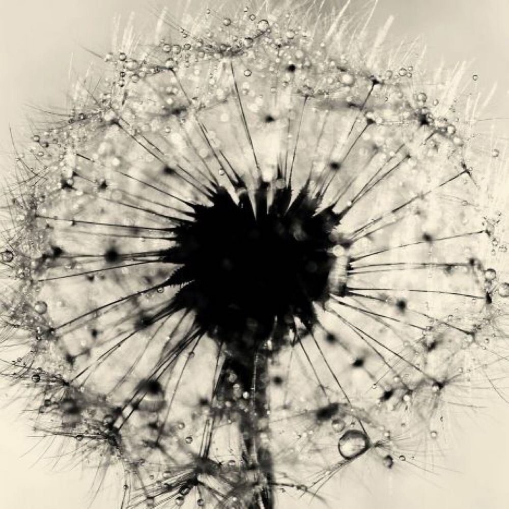 Dandelionz_1 from TikTok