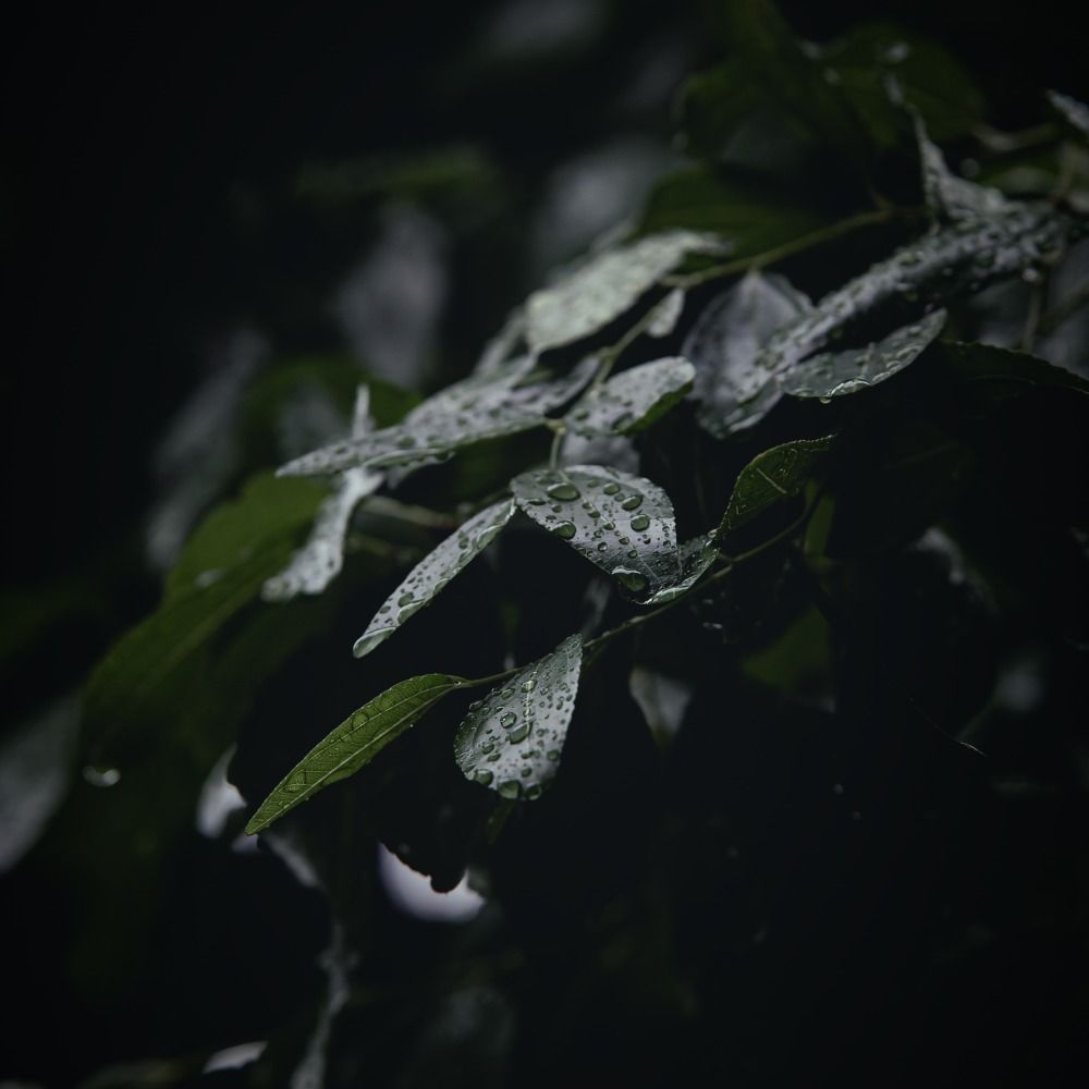 Grass Of Wonder