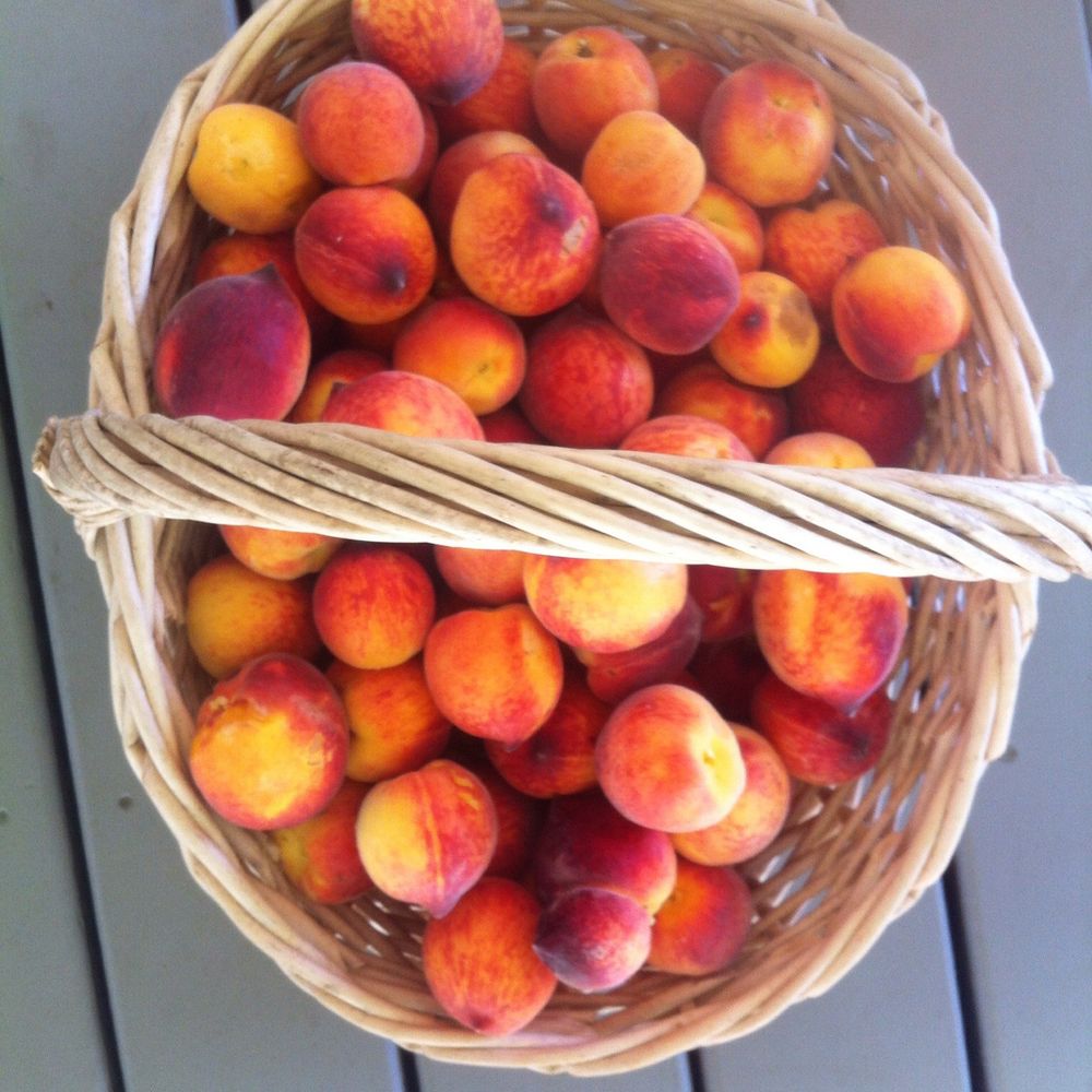 The Fruit-fluencer