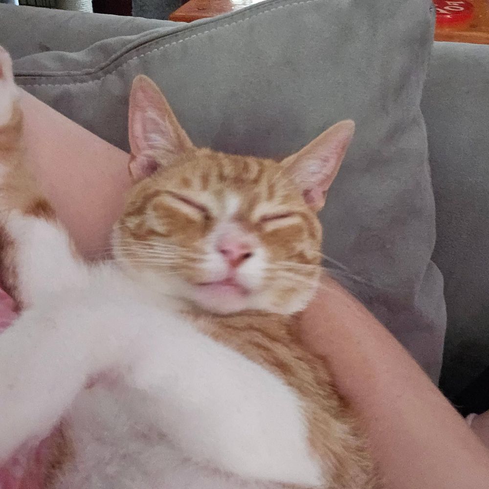 Lynx 🐈🐾🐈‍⬛️