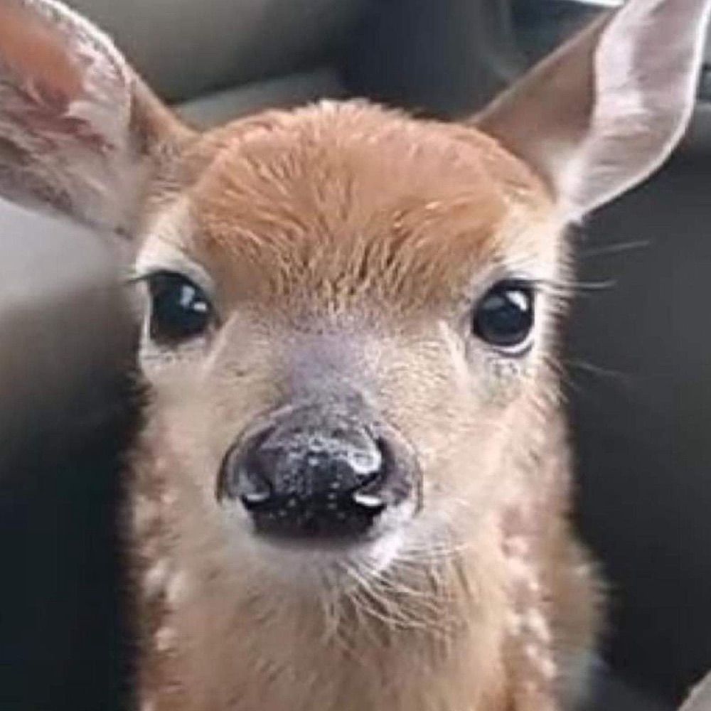 scarlett🦌