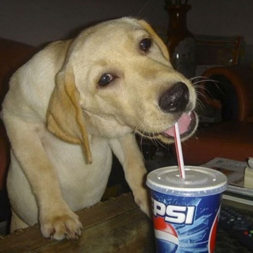 bepis