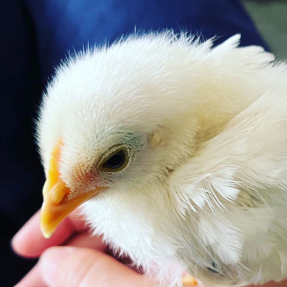 ひよこ