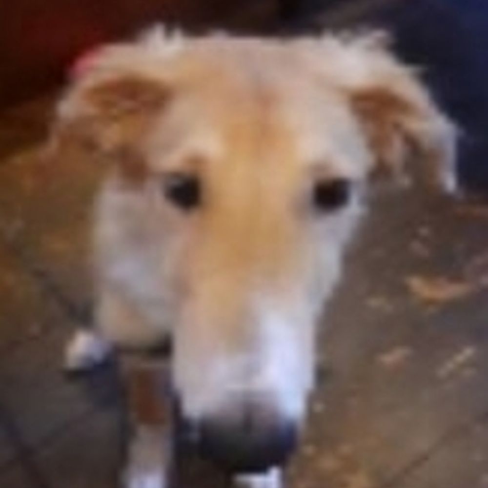 Pawzito
