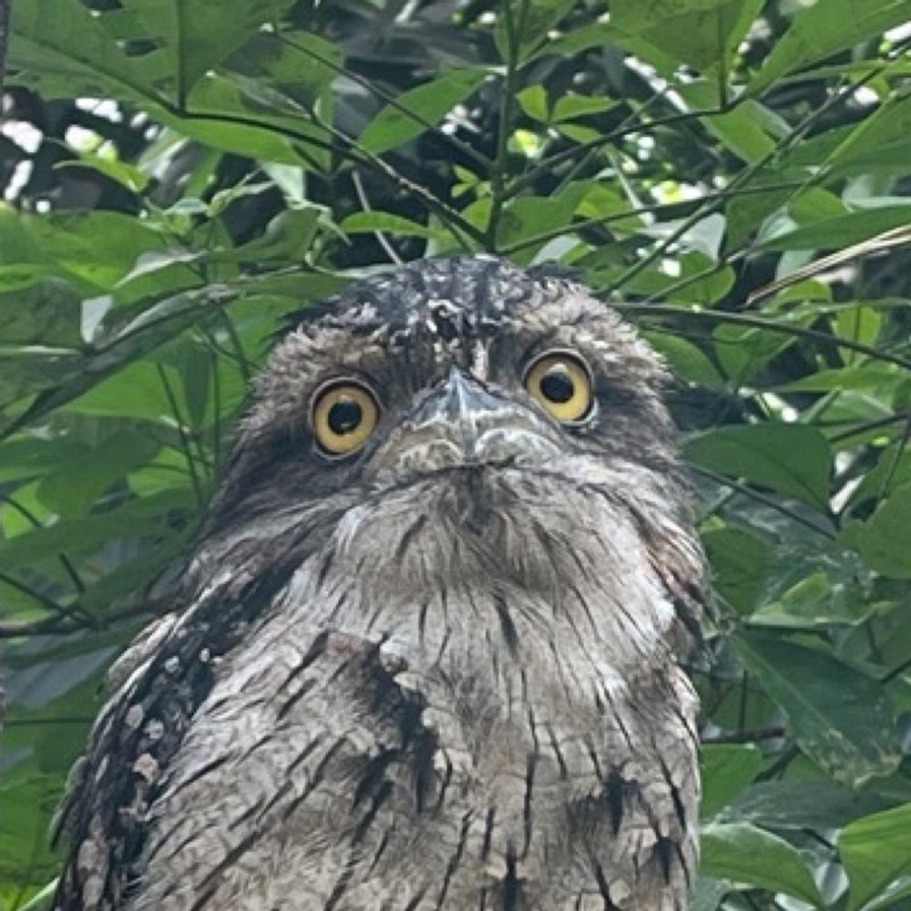 きつつきたたき