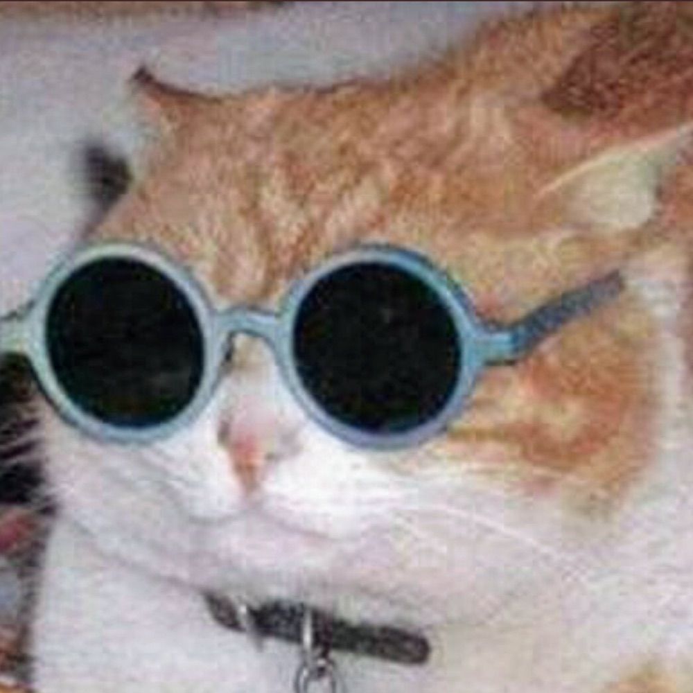 Gato de óculos 