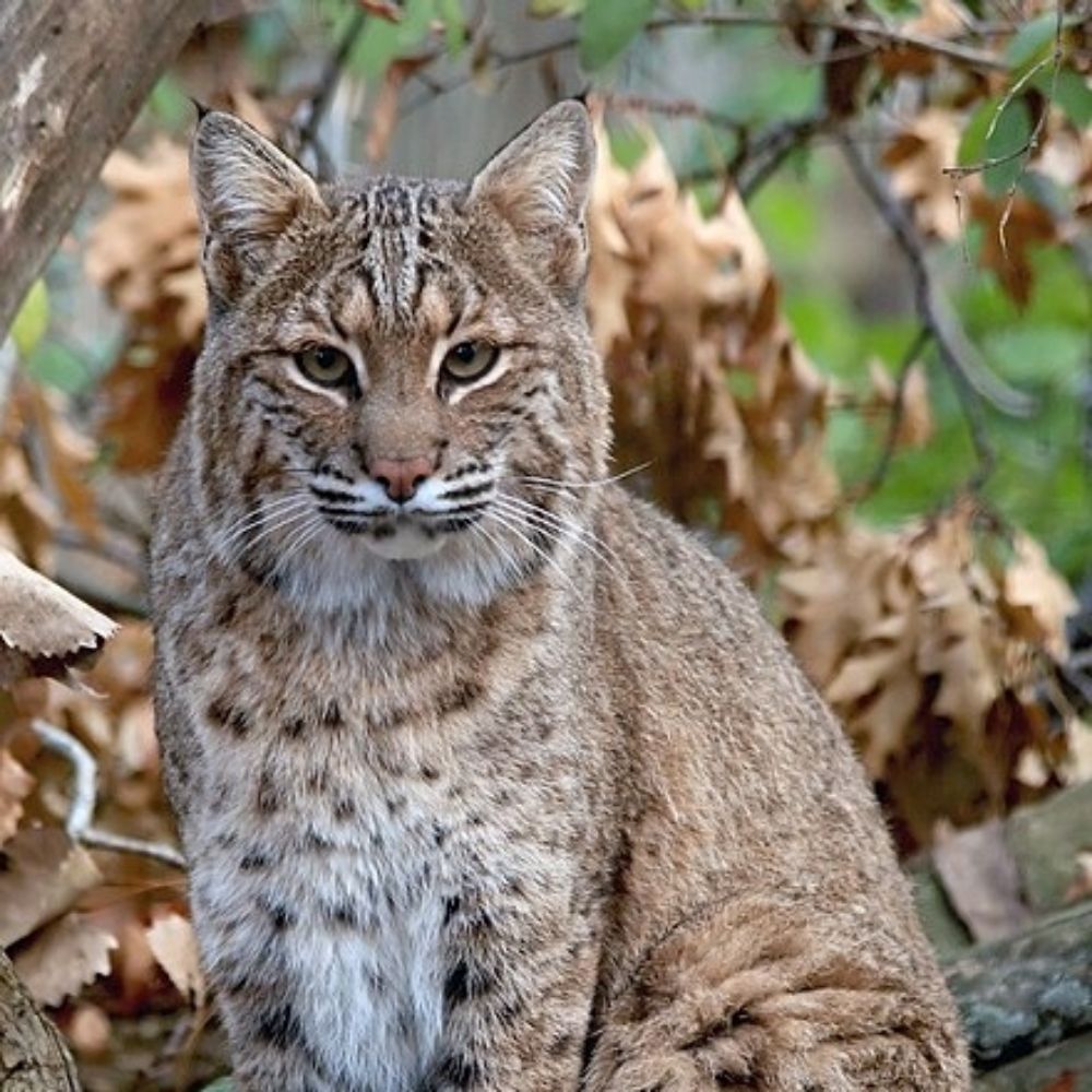 quietly observing