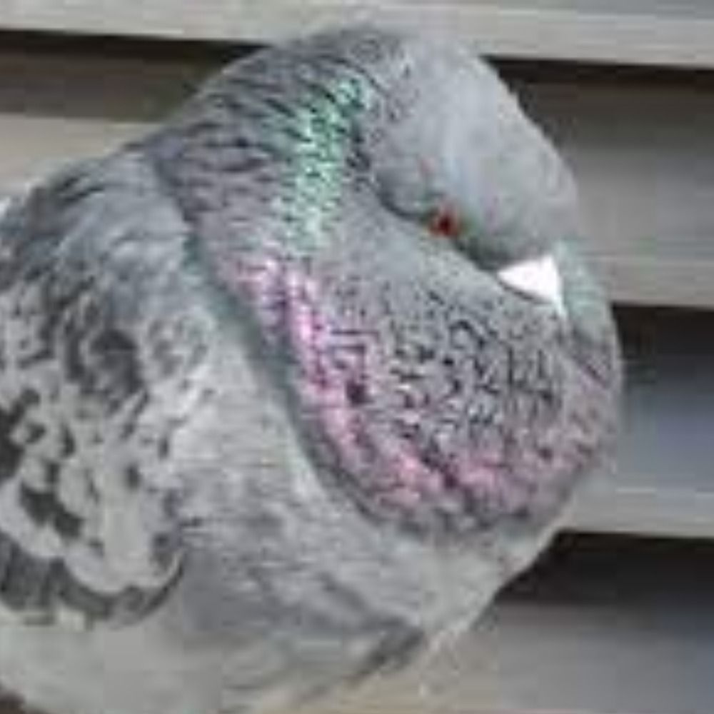 QQ