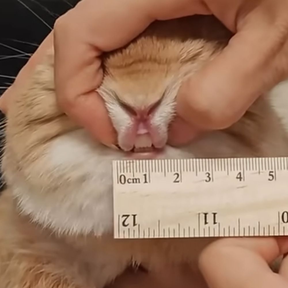 이말환