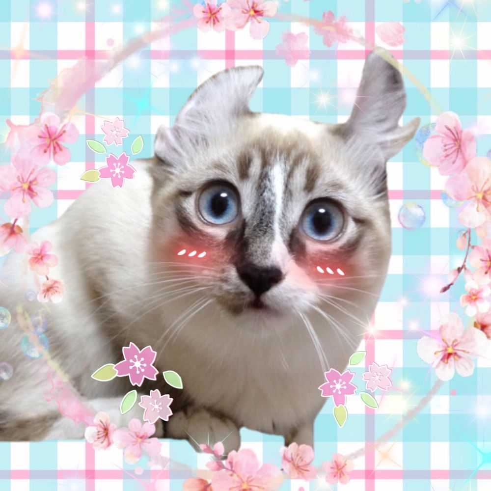 🌸Mai🌸