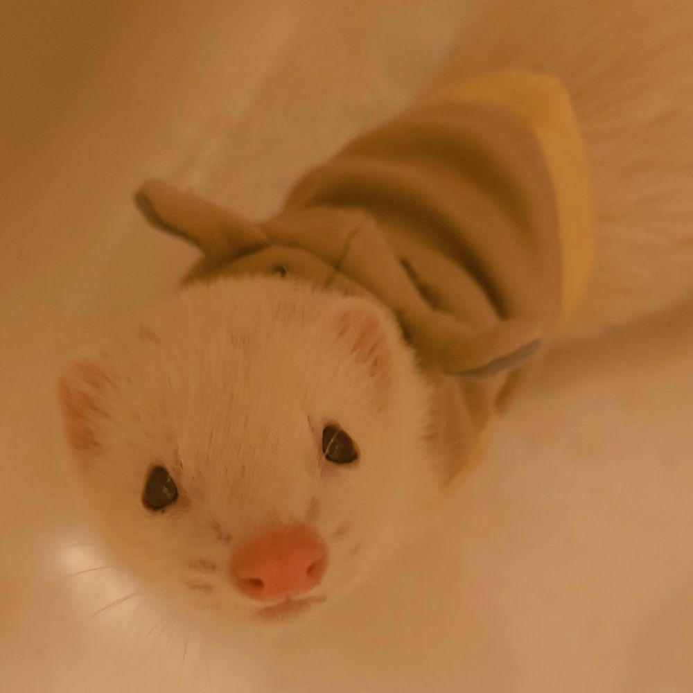 ferrettail