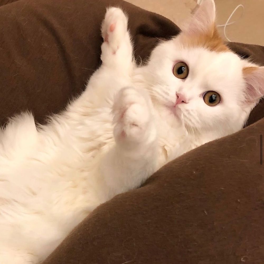 ハク🐈(マンチカン)
