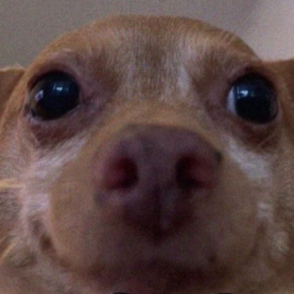 intlspies.bsky.social