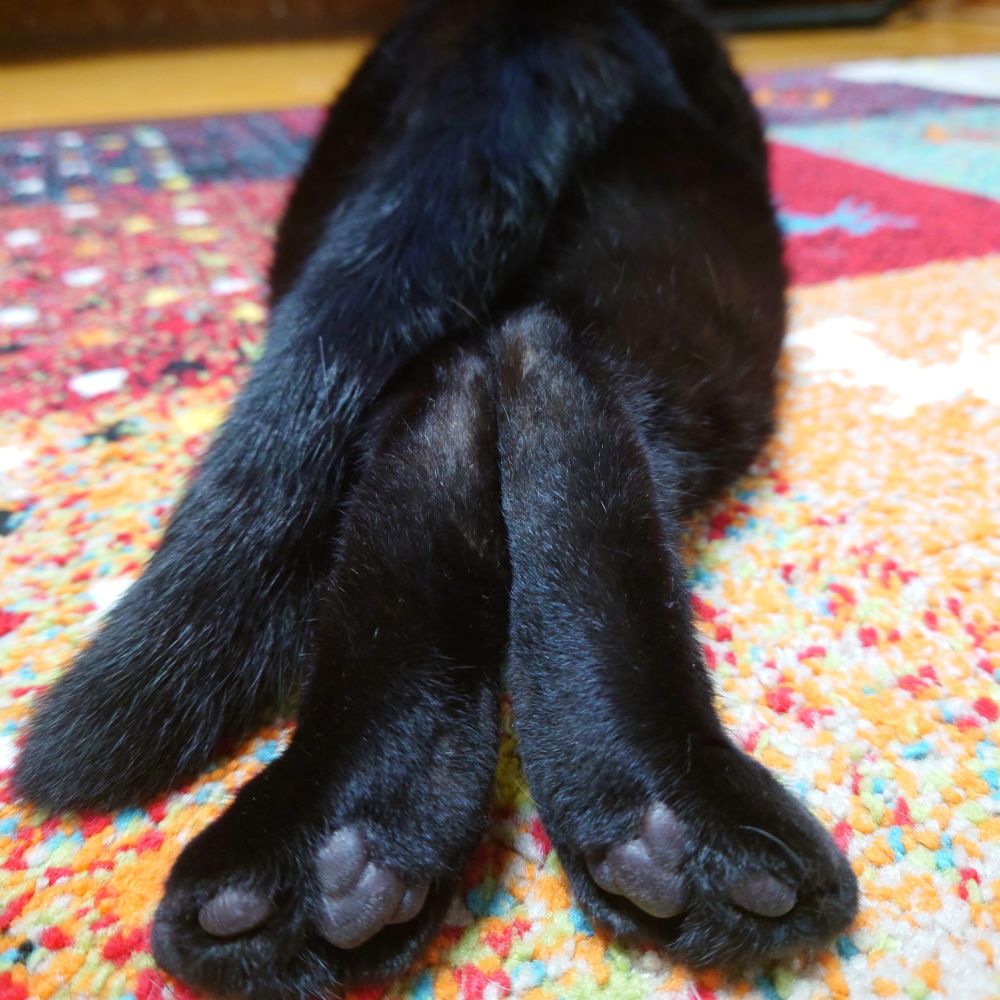 ピスこ