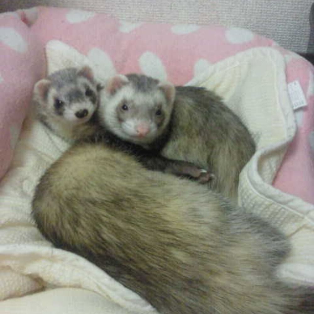 ゆき