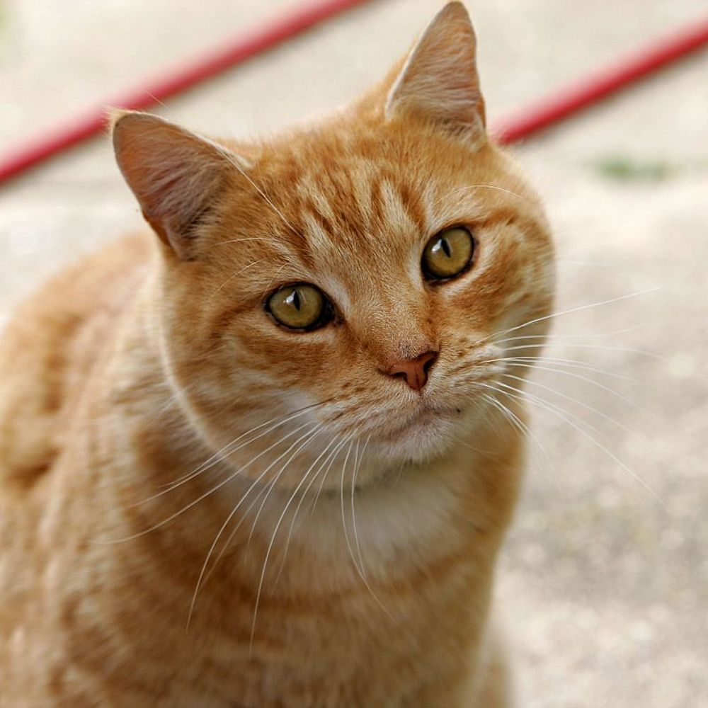 Mr. Cat
