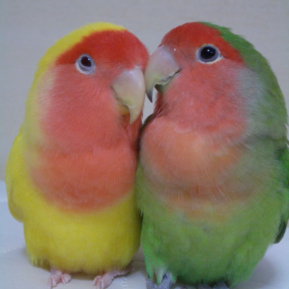 はるはな