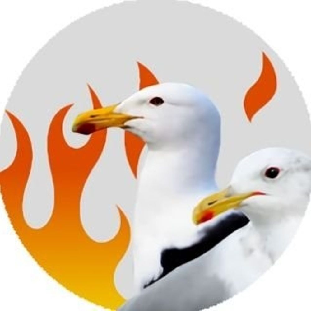 gulls on fire