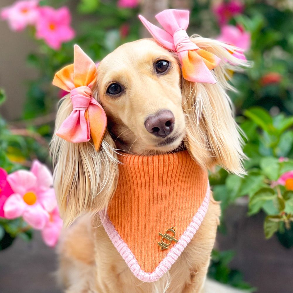 Clementine the Dachshund