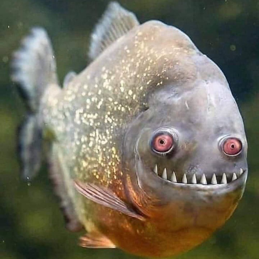 NanaPiranha
