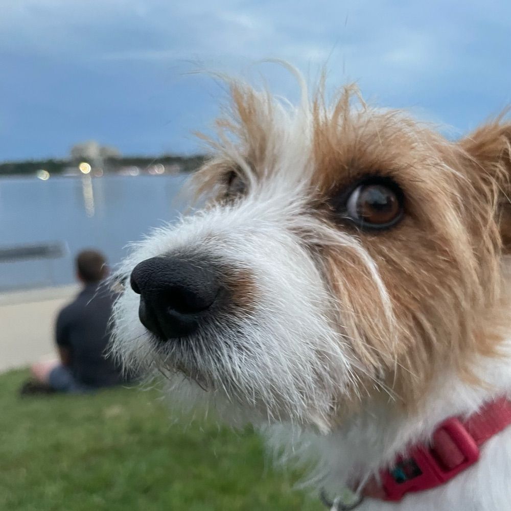 That Little Dog
