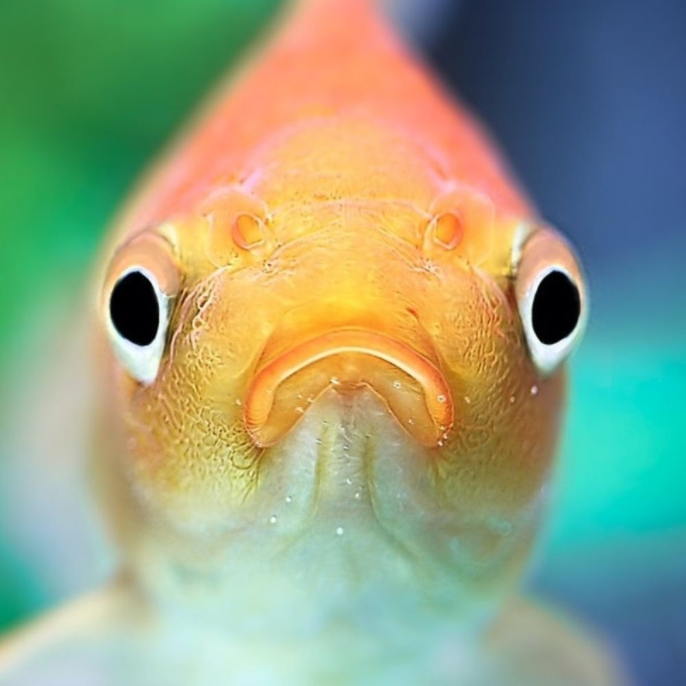 GrumpyGuppy