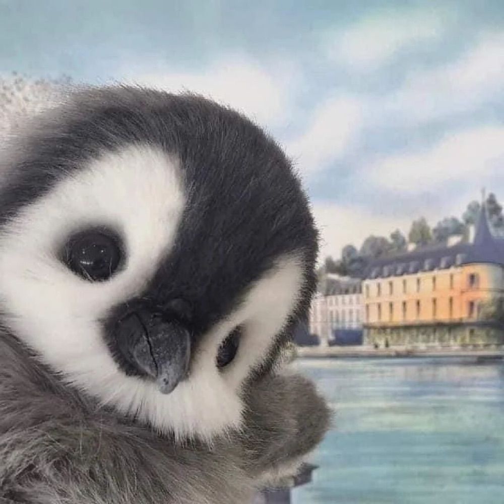 Pingu