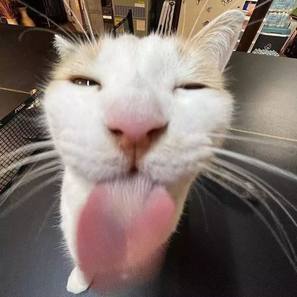 kirjahri