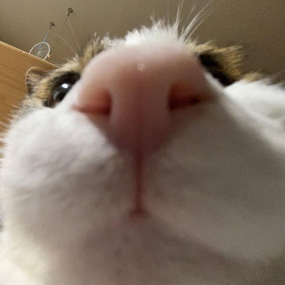 Woudt