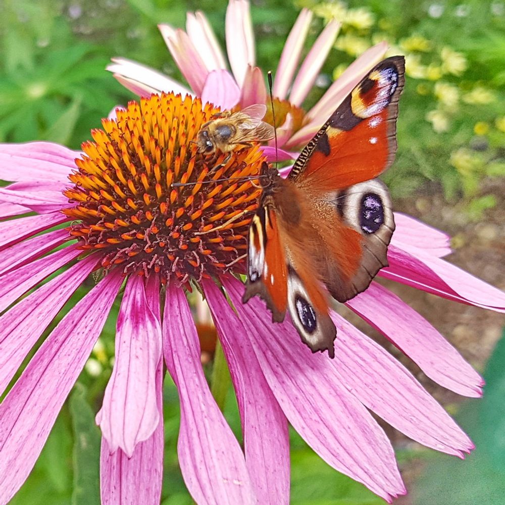  Gartenstauden
