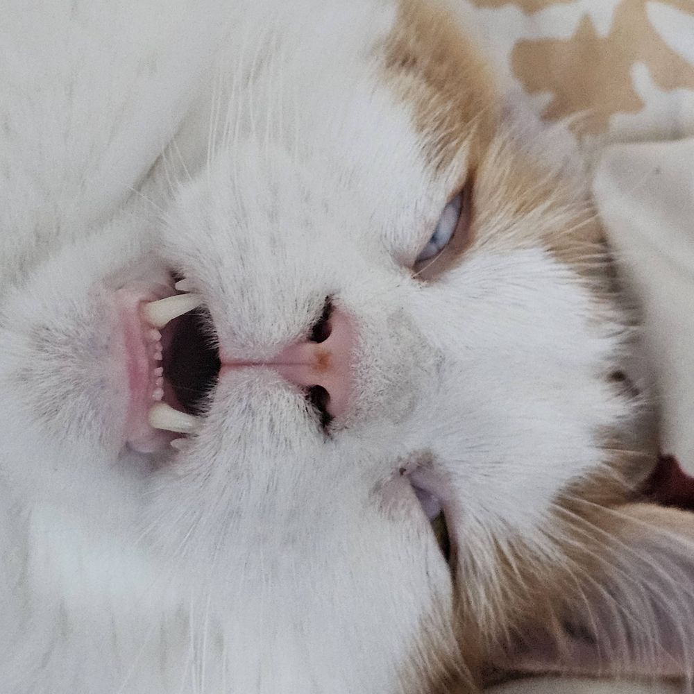 おさば