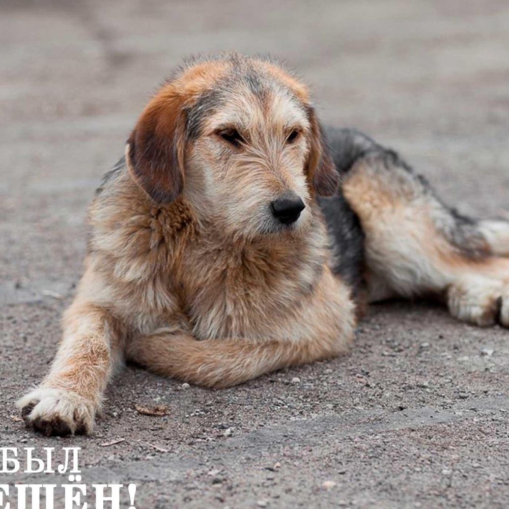 Stray Dog