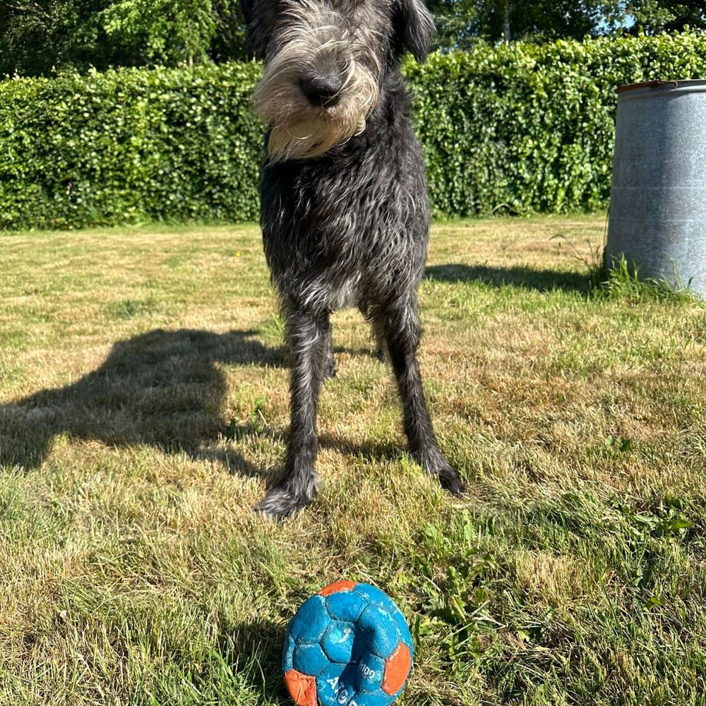 Irish Wolfhound Lover