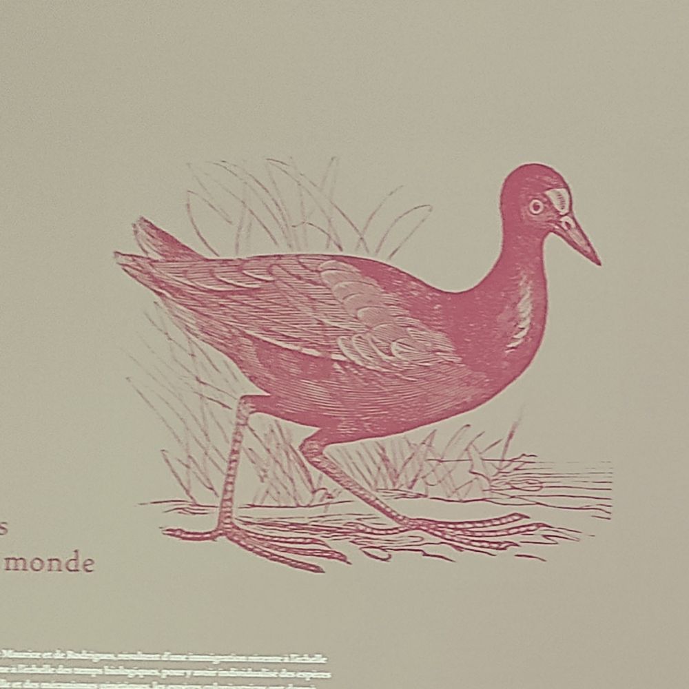 François (he/him)