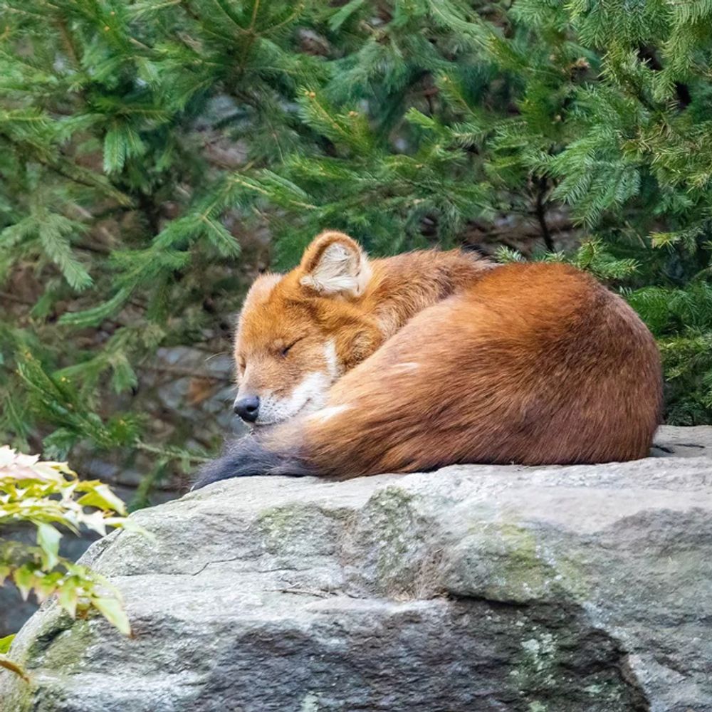 💤