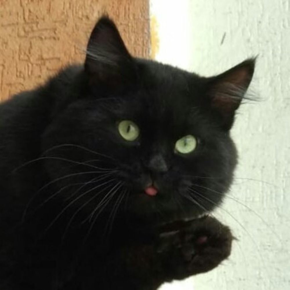 Luis