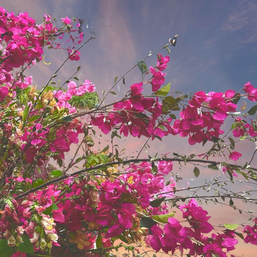 _riseandbloom_