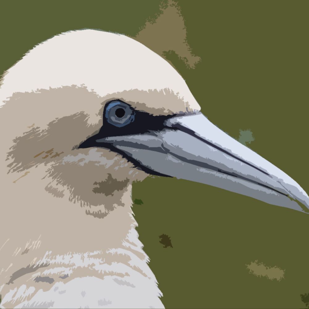 Birdcall of the Day