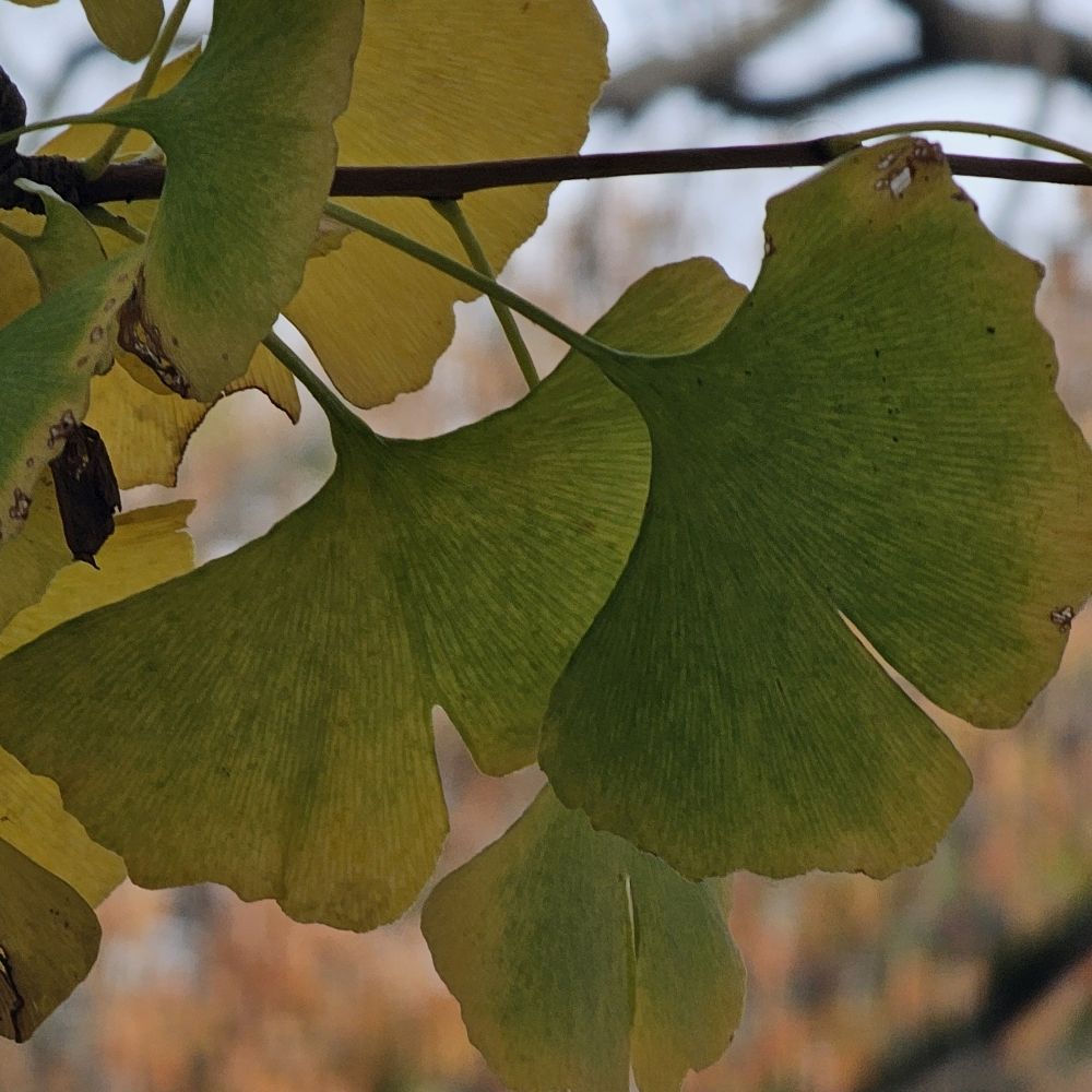 1Ginko.bsky.social